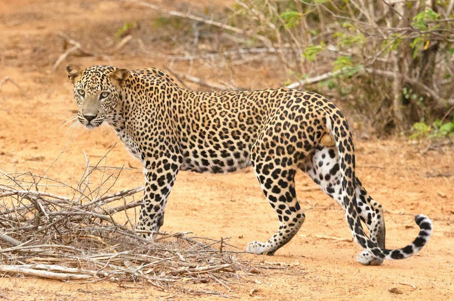 Kalsubai Wildlife Sanctuary
